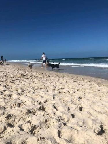 a man walking two dogs on the beach at Bribie Getaway in Bongaree