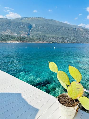 a plant in a pot sitting on a deck overlooking the water at Club Çapa Hotel in Kas