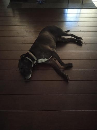 a brown dog laying on the floor at Family Friendly in Howard Springs