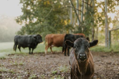 a group of cows standing in a field at Blackwattle Farm in Beerwah