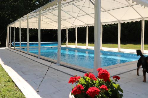 un chien debout sous un pavillon à côté d'une piscine dans l'établissement les bruyères, à Méry-sur-Cher