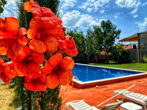 a red flower next to a swimming pool at Varga Kvareli in Kvareli