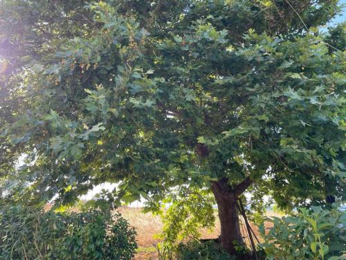 Jardín al aire libre en Platanos