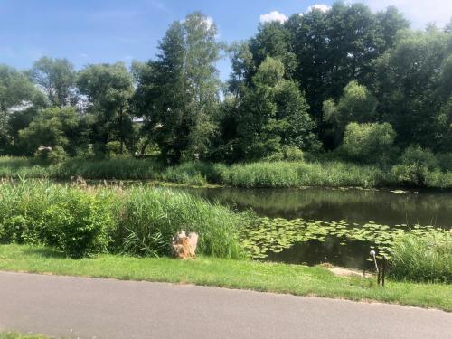 a pond with lily pads in the grass next to a road at Haus am Finowkanal in Eberswalde