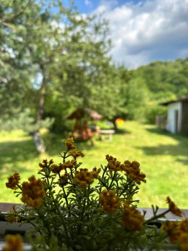 a green plant with yellow flowers in a yard at Cristian in Dejani