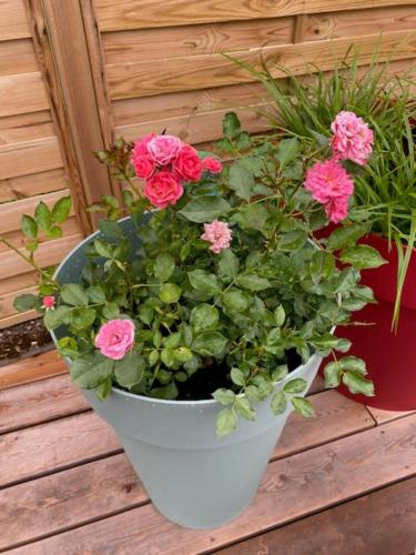 a white potted plant with pink flowers in it at Maison de l'Aumance in Meaulne