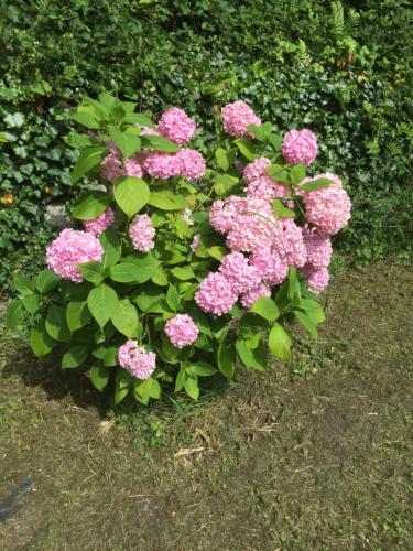 a bush of pink flowers in the grass at Le Monrepos avec jacuzzi nordique in Bielle