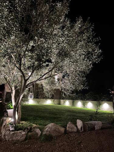 a garden with a tree and some lights at Karasole in San Teodoro