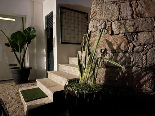 a plant in a pot next to a stone wall at Estrela do Geres in Geres