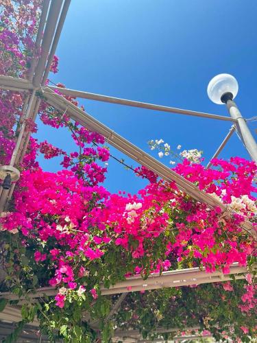 a bunch of pink flowers hanging from a ceiling at Ambrosia Hotel Beach & Spa in Bitez