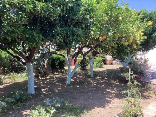 a row of orange trees in a garden at Casetta Minghitto Relaxing rooms in Capri in Anacapri