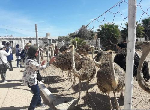 Animales en el apartamento o alrededores