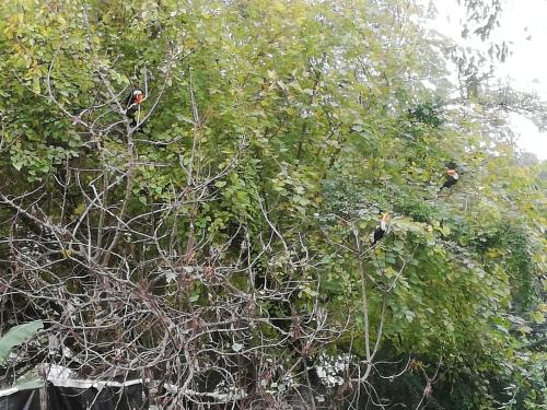 dos aves posadas en las ramas de un árbol en Rincón Natural Urbano en San Salvador de Jujuy