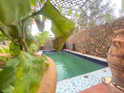 a swimming pool in a building with a plant at Riad Dar Barbara in Ouarzazate