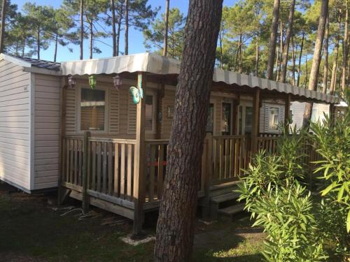 una cabina nel bosco con un albero di Plage de Contis, Camping SIBLU 3*, parc aquatique, piscines chauffées. a Saint-Julien-en-Born