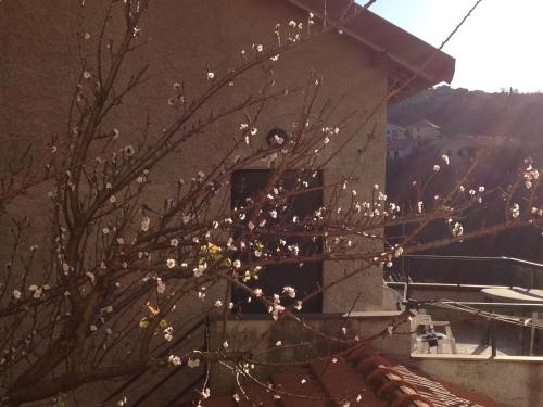 a tree with white flowers in front of a building at Agriturismo OlivArancio in Leivi