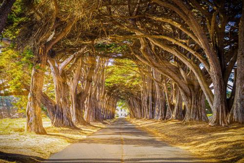 a tunnel of trees lining a road at Limantour Lodge in Point Reyes Station