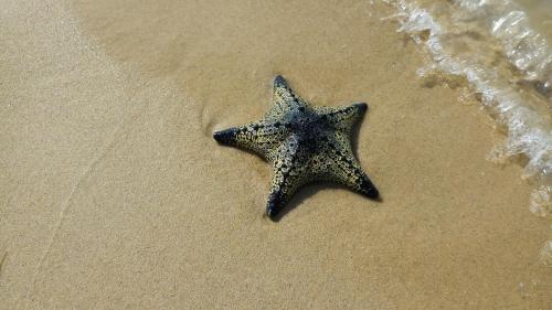 a starfish laying on the sand on the beach at Elements Beach & Nature Resort in Kalpitiya