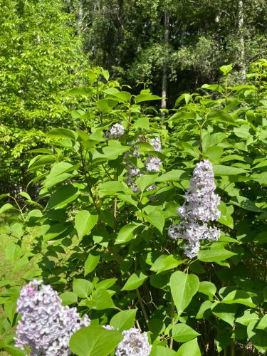 a plant with purple flowers in a garden at Sjönära stuga in Norrtälje