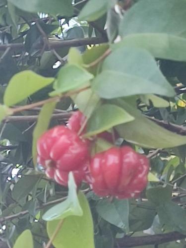 a bunch of red berries on a tree at Milie Lounge Pousada in Japaratinga