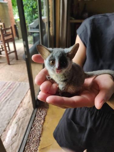a person holding a small kitten in their hand at Canyon guest villa in Hoedspruit