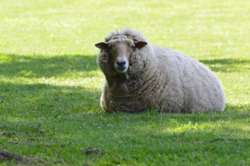 a sheep laying in the grass in a field at Cabañas Valle del Río in Curacautín