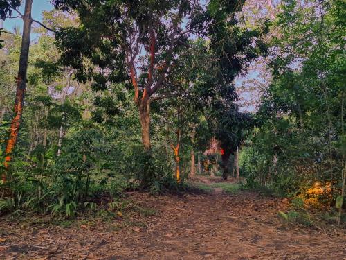 einen Feldweg durch einen Wald mit Bäumen in der Unterkunft The Wild Side in Baan Tai