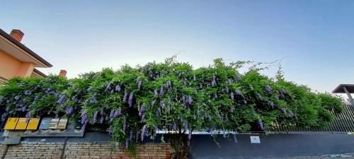 un grand arbre avec des fleurs violettes sur une clôture dans l'établissement Il Glicine casa vacanze, à Avellino