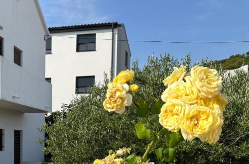 a group of yellow roses in front of a building at Apartman Mrgic in Preko
