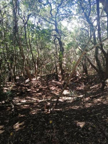 a wooded area with a lot of trees at Anaga y La laguna a tus pies in Santa Cruz de Tenerife