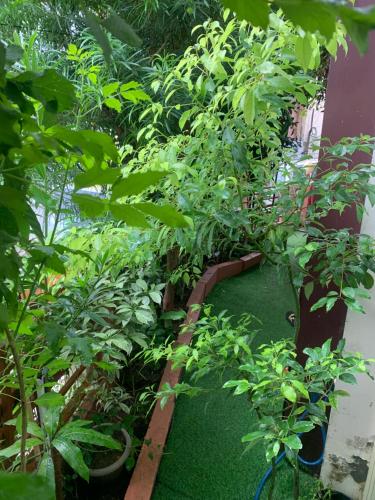 a group of plants in a garden at Rudram Hotel Yoga & Ayurveda Retreat in Rishīkesh