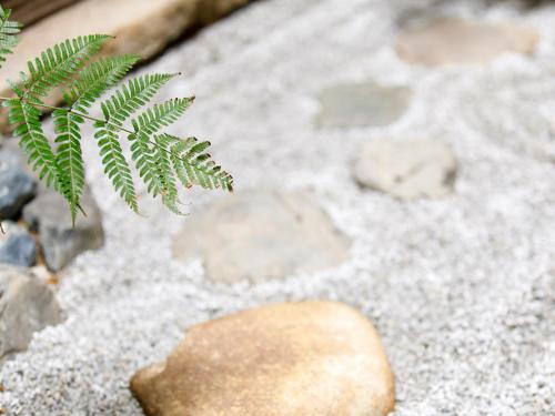a green plant sitting on top of some rocks at 枳殻の杜 Kikoku no mori in Kyoto