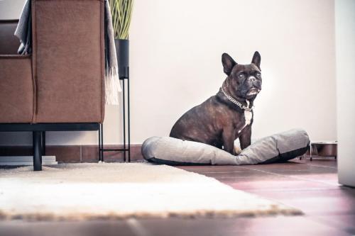 a dog sitting in a dog bed on the floor at Apartment Elysium am Rosengarten in Bad Elster