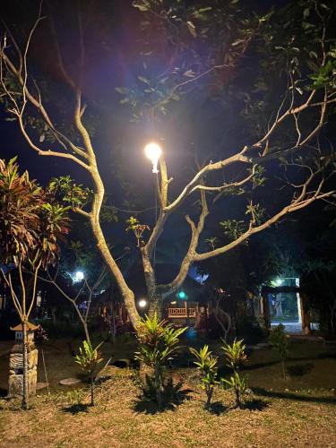a tree with a light on it at night at MATRAHAYA BUNGALOWS in Tetebatu