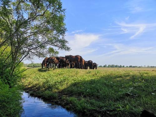 a herd of horses standing in a field next to a river at Casa David in Dunăvăţul-de-Sus