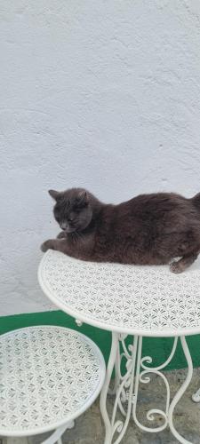 a cat sitting on top of a white table at Da Ersilia in Cernobbio