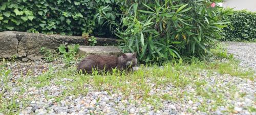 a black cat is sitting in the grass at Da Ersilia in Cernobbio