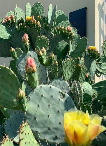 a close up of a green cactus at Ca' degli Ovi b&b in Valenza
