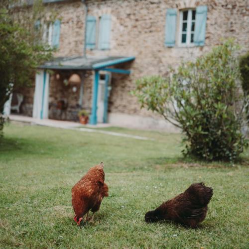 two chickens standing in the grass in front of a house at Domaine de la Fauvriere in Sainte-Honorine-de-Ducy
