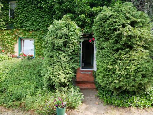 a house with two large plants growing around a door at Ferienwohnung auf dem Land in Mellenthin