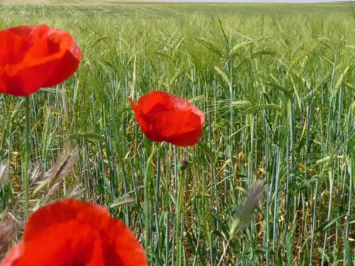 three red poppies in a field of wheat at Eco Hotel Boutique & Spa Capitulo Trece - Adults Only in Maderuelo