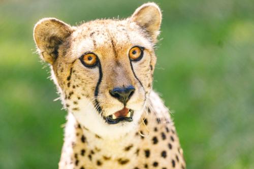 Hotel Selwo Lodge - Animal Park Tickets Included photo 36