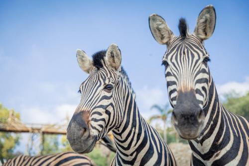 Hotel Selwo Lodge - Animal Park Tickets Included photo 37