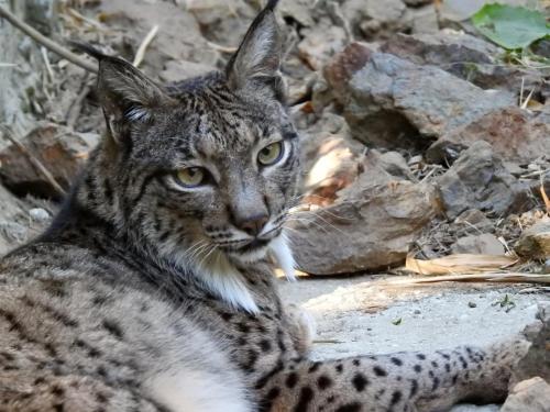 Hotel Selwo Lodge - Animal Park Tickets Included photo 44