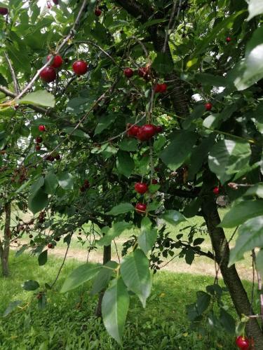 an apple tree with lots of red apples on it at Agroturystyka u podnóża Gór Sowich in Pieszyce