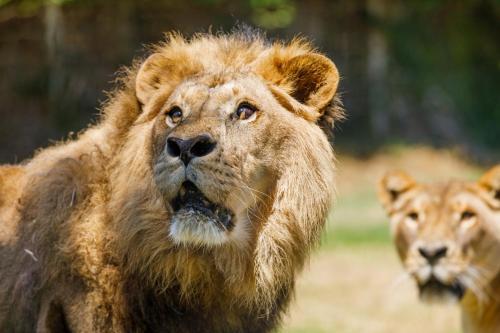 Hotel Selwo Lodge - Animal Park Tickets Included photo 42