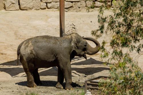 Hotel Selwo Lodge - Animal Park Tickets Included photo 43