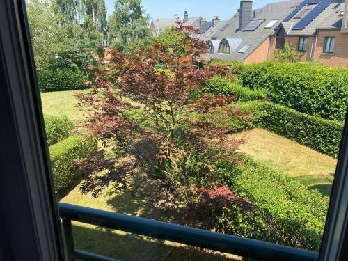 a view of a tree from a window at feelaathome in Louvain-la-Neuve