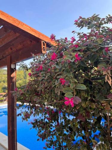 a hanging plant with pink flowers next to a pool at Villa Hedonic in Ulcinj