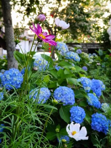 a garden filled with blue and purple flowers at Alina Garden Boutique Resort Huangshan Hongcun in Huangshan Scenic Area